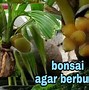 Bonsai Kelapa Yg Berbuah